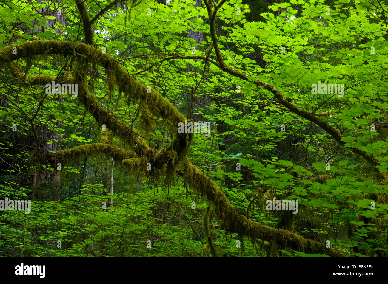 Árbol de arce de vid en Forest Grove, robusto, Jedediah Smith Redwoods State Park, California Foto de stock