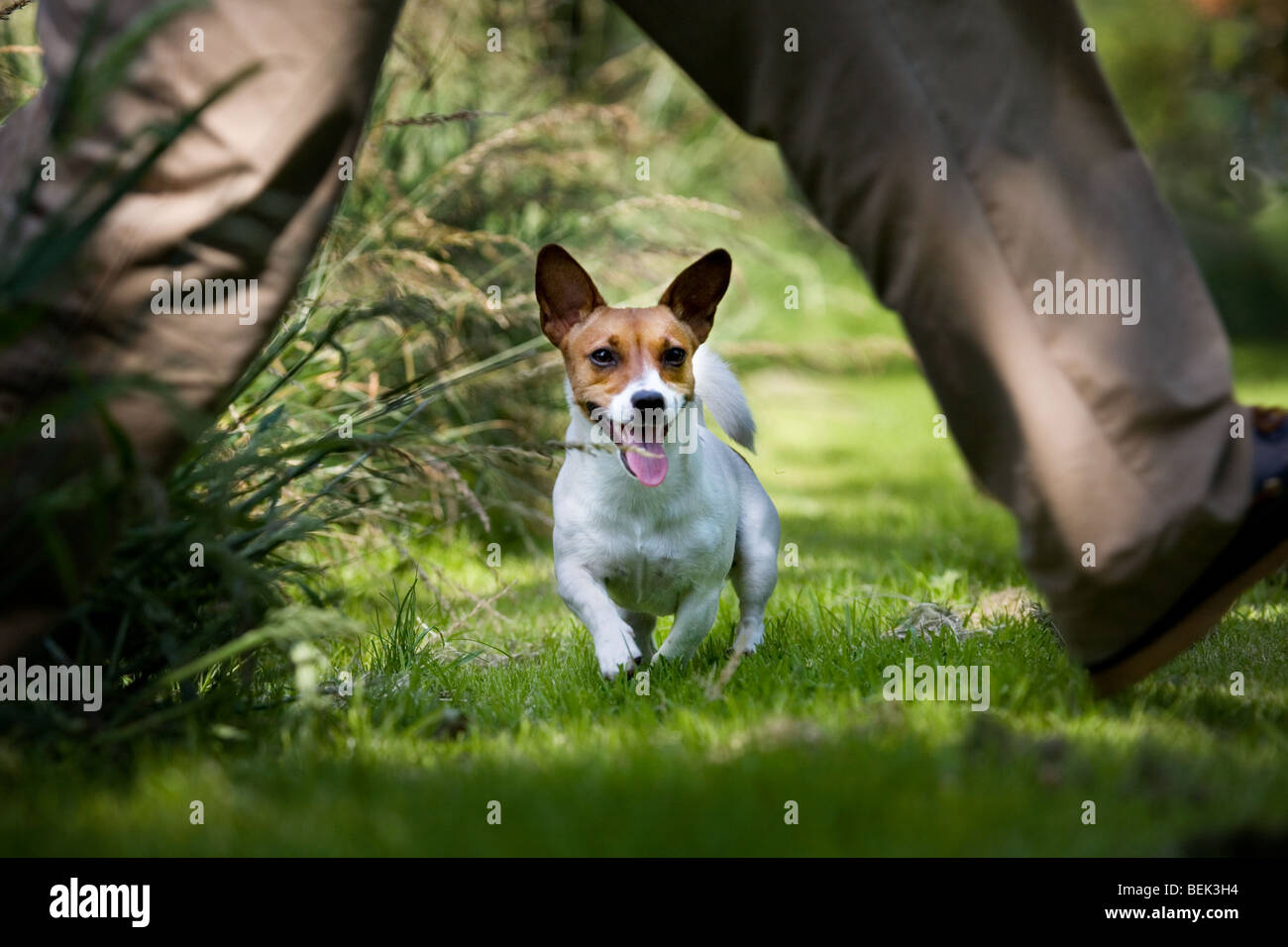 Jack Russell terrier perro jugando y corriendo detrás de hombre Foto de stock