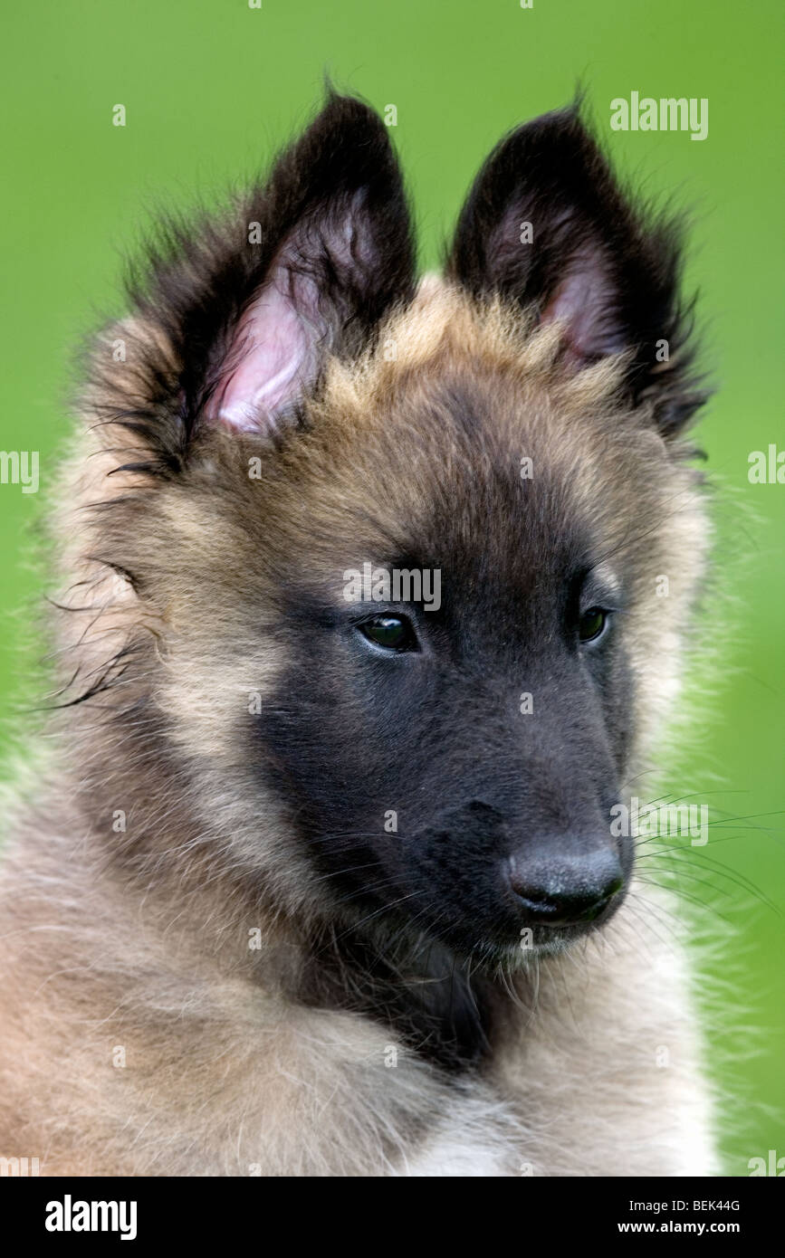 Close-up retrato de Pastor Belga Tervueren perro cachorro Fotografía de  stock - Alamy