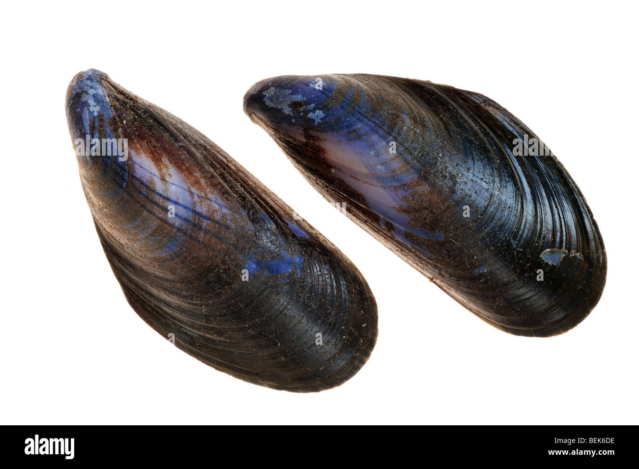 Común conchas de mejillones (Mytilus edulis), Bélgica Foto de stock