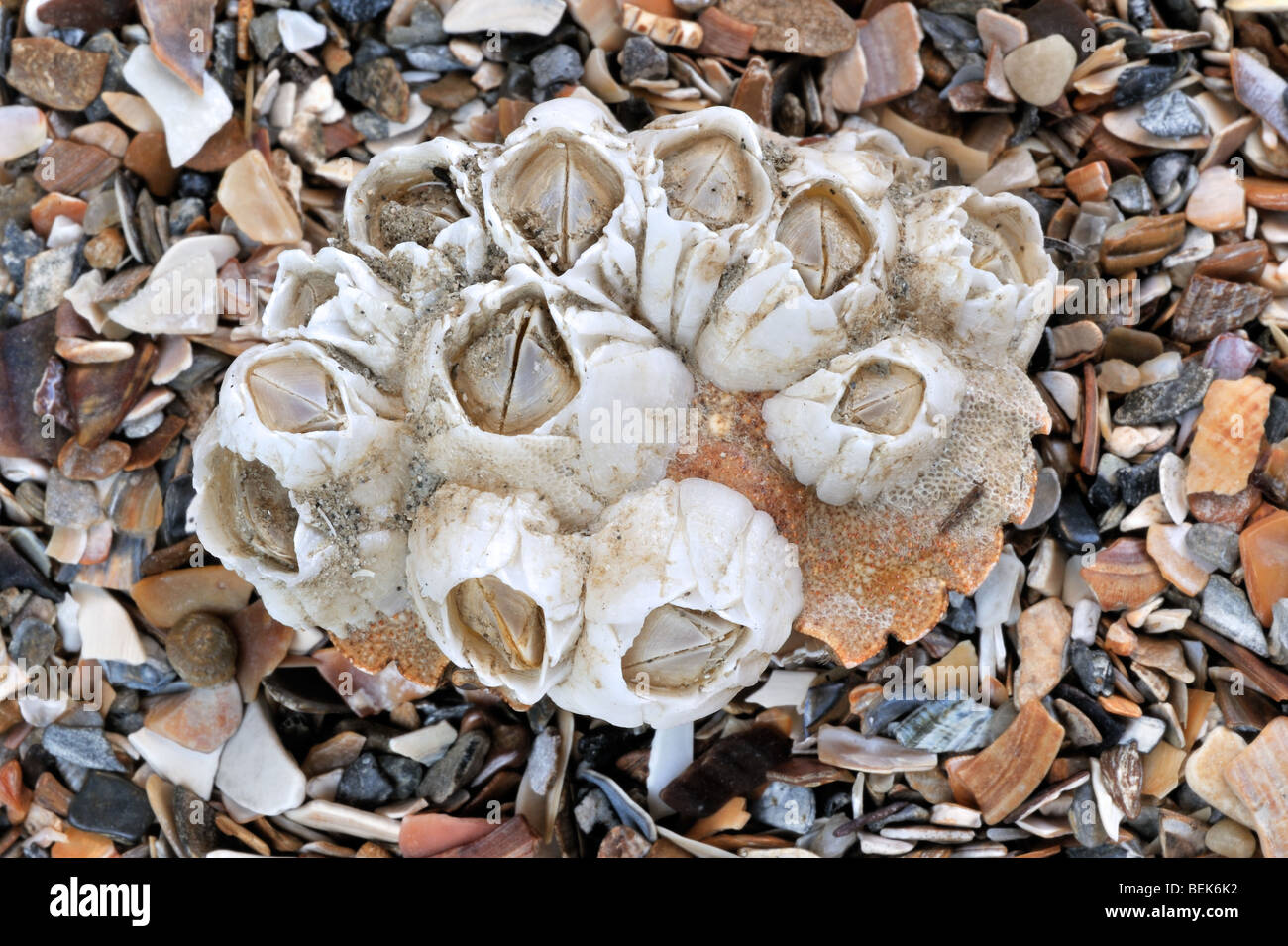 Acorn percebes / Rock percebes (Semibalanus balanoides) en la shell del cangrejo, Bélgica Foto de stock