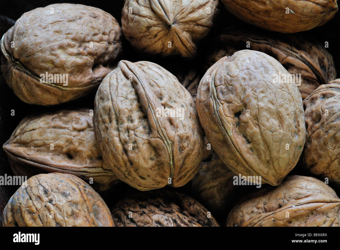 Nogal común / nogal persa / Inglés nueces (Juglans regia) originaria de