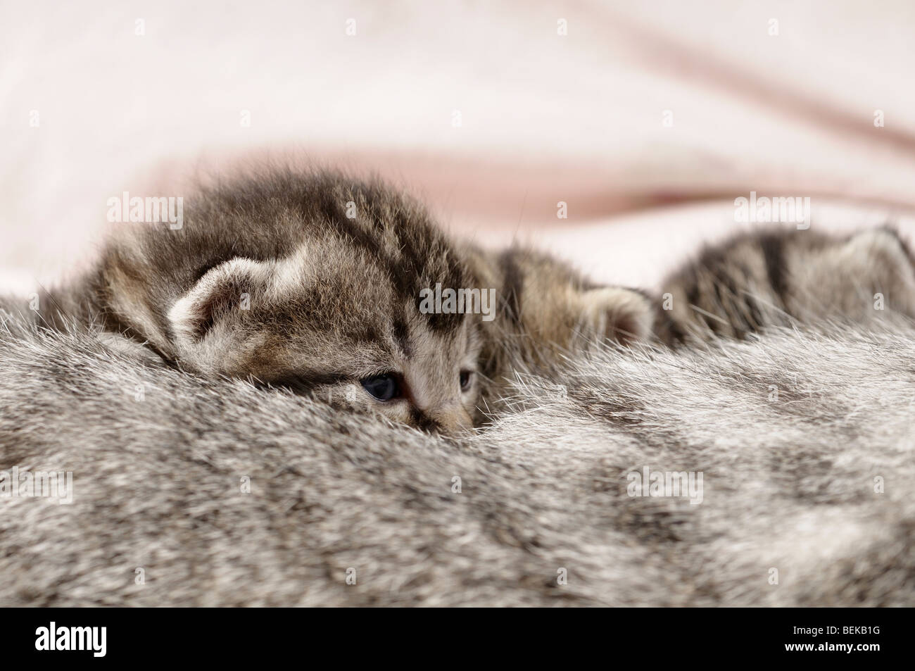 Fotos de gatitos mamando la leche de su madre. Foto de stock