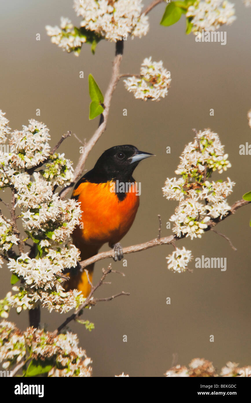 Galbula Baltimore oriole (ictericia), macho, Sinton, Coastal Bend, Corpus Christi, Texas, EE.UU. Foto de stock