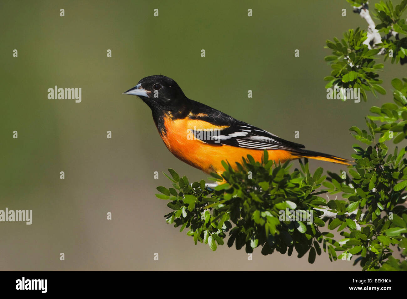 Galbula Baltimore oriole (ictericia), macho, Sinton, Coastal Bend, Corpus Christi, Texas, EE.UU. Foto de stock