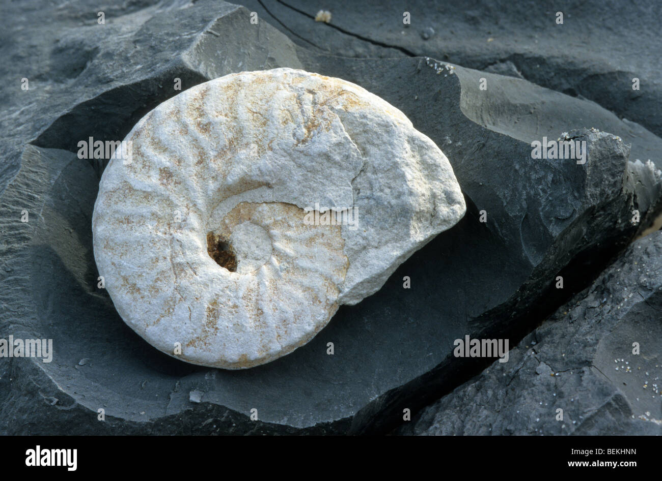 Fósiles de ammonites fosilizados en roca en Cap Blanc Nez, Côte d'Opale, Francia Foto de stock