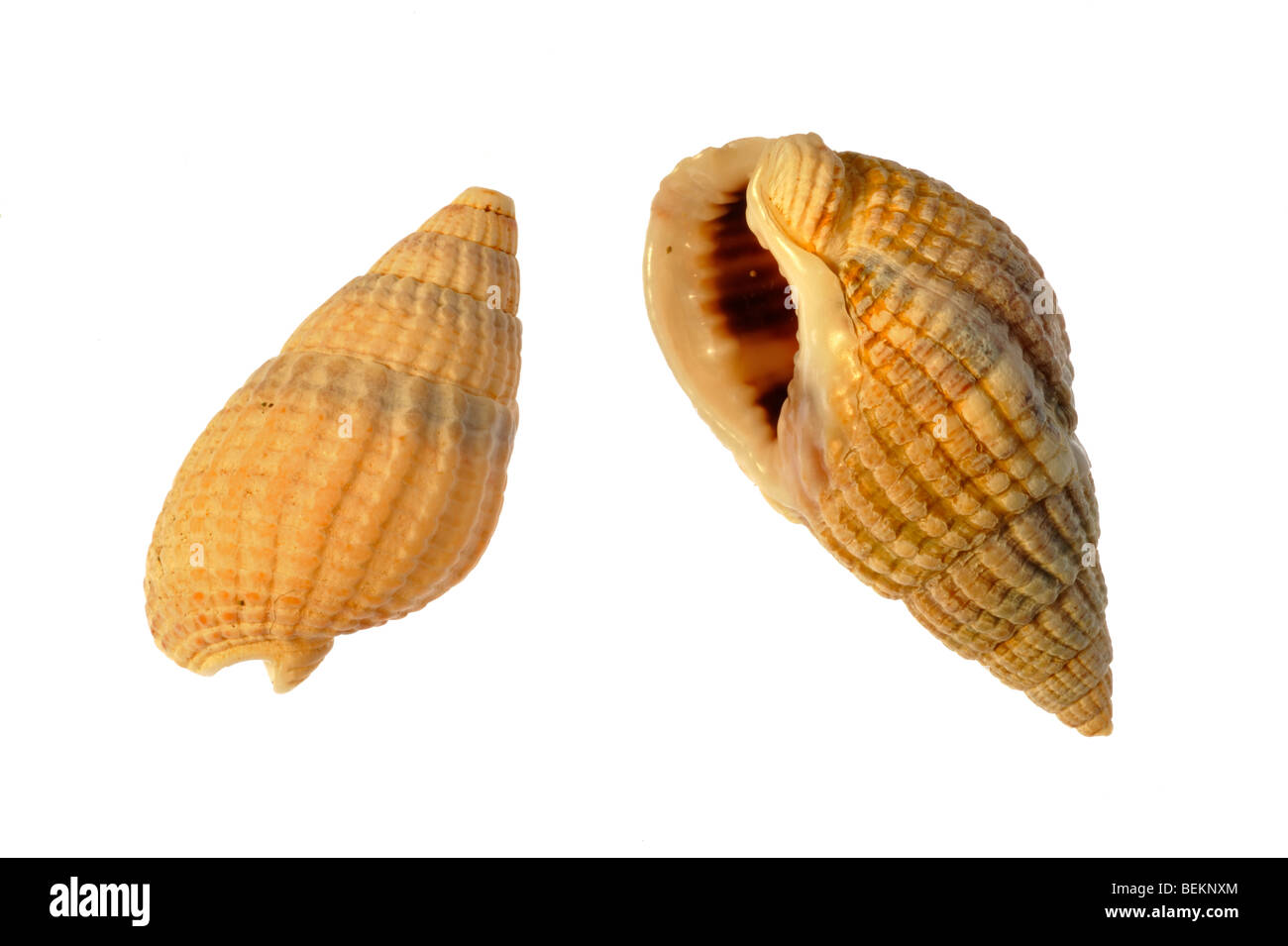 Snails belgium fotografías e imágenes de alta resolución - Alamy