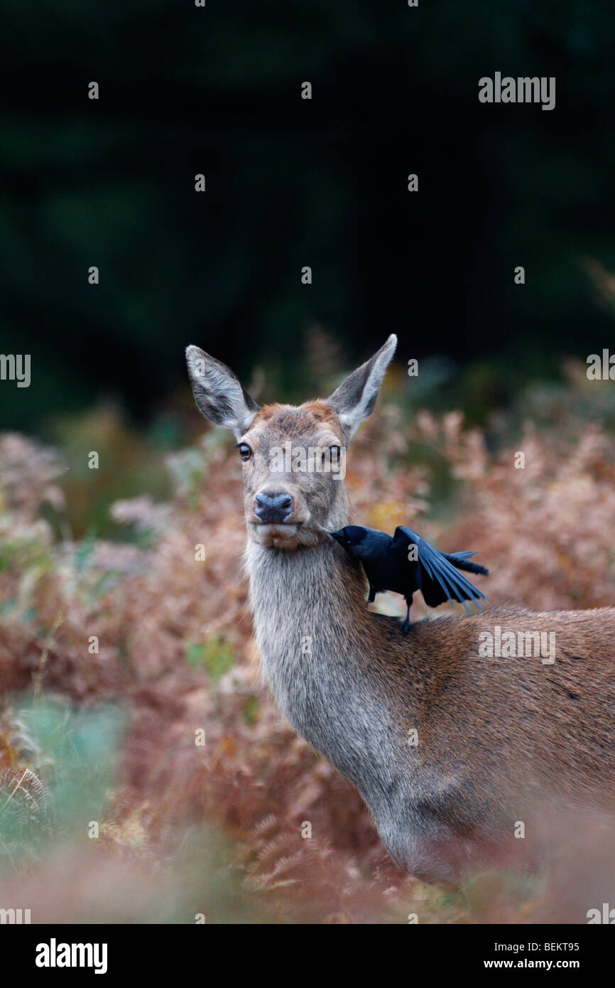 Jackdaw picoteando en las garrapatas de ciervo rojo Foto de stock