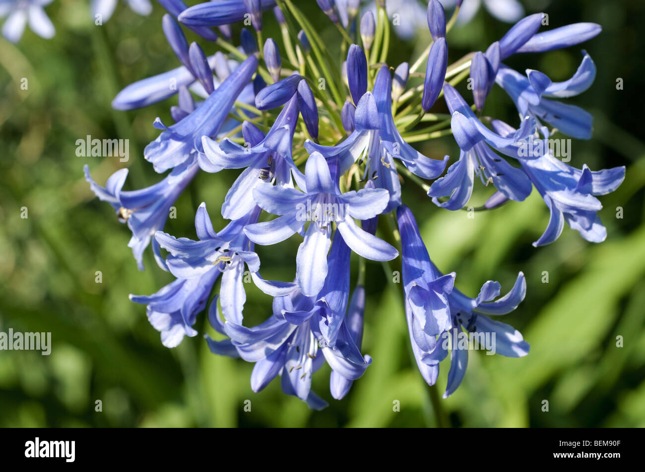 Flor de agapanto azul fotografías e imágenes de alta resolución - Alamy