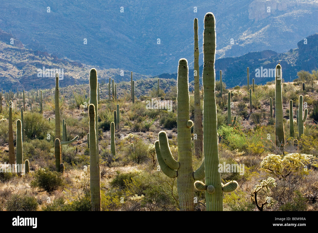 Brazos de cactus fotografías e imágenes de alta resolución - Página 4 -  Alamy