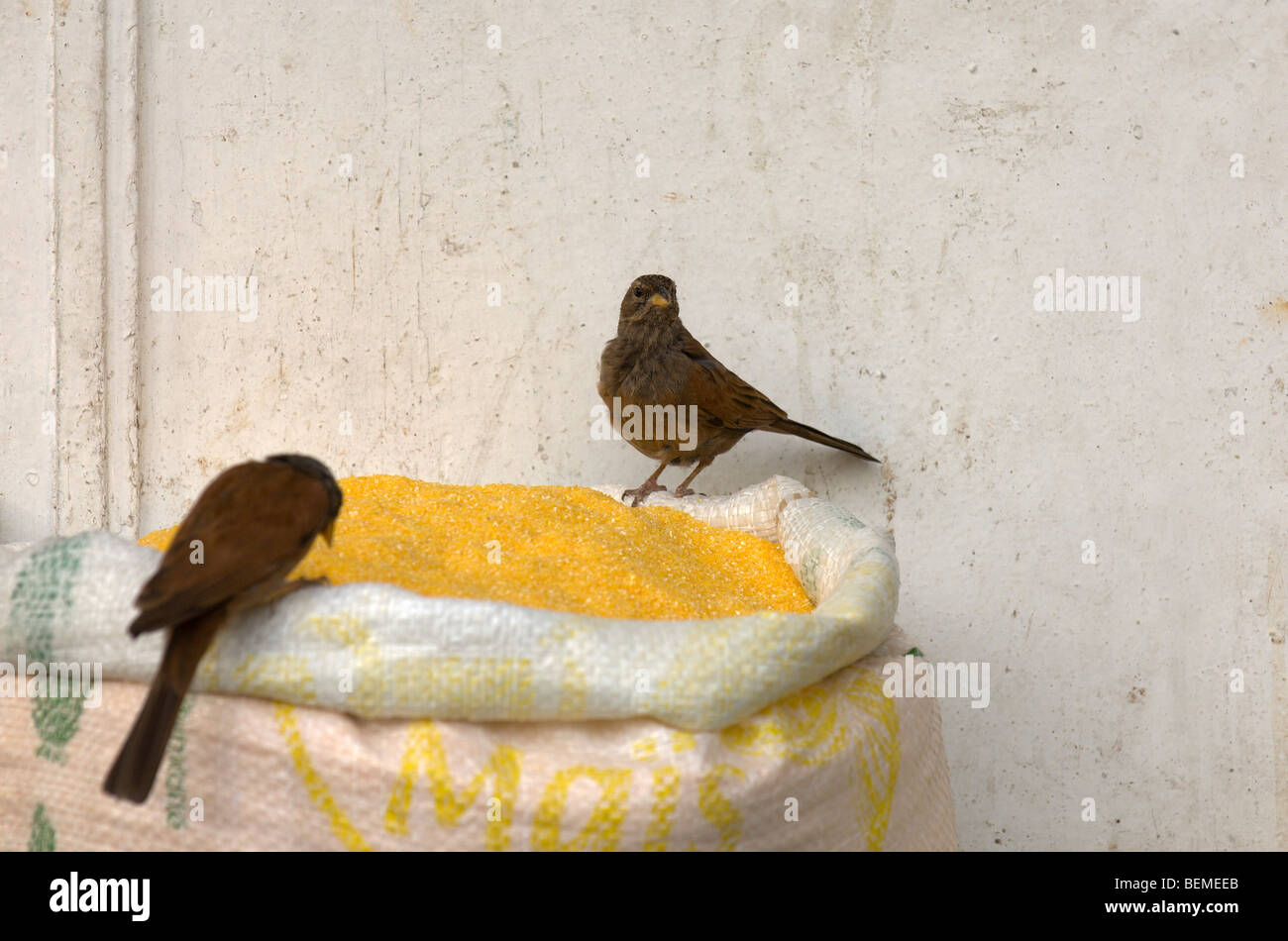 Dos pájaros robar unos granos de maíz en un mercado en Casablanca, Marruecos, África Foto de stock