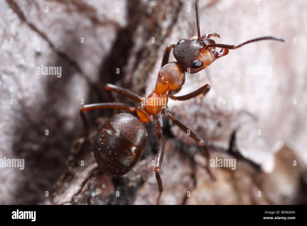 Una hormiga de la Formica rufa-Formica polyctena grupo de agujas de pino, amenazando al espectador. Foto de stock