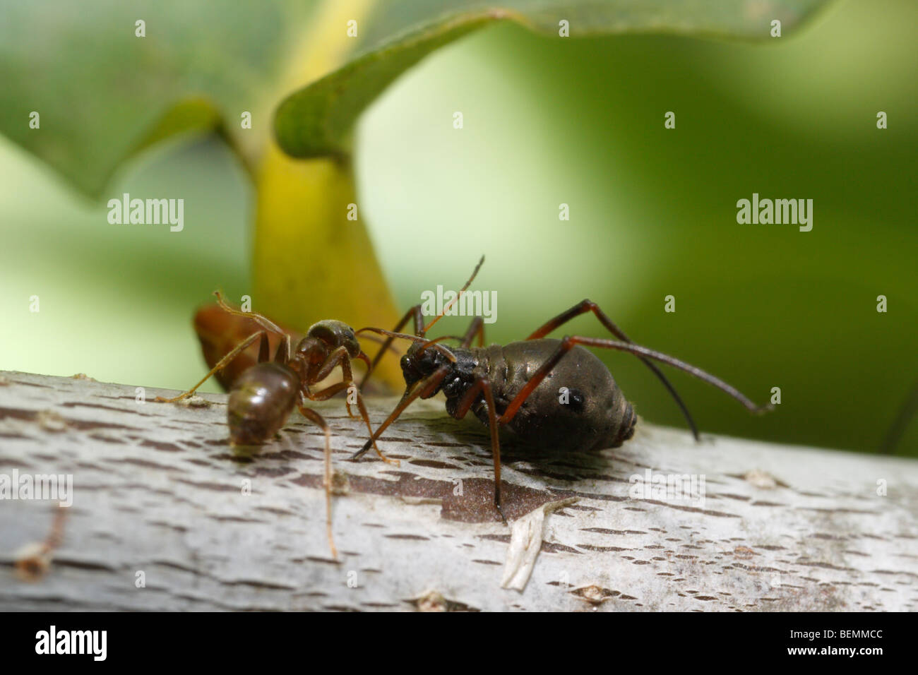 Un áfido Lachnus roboris, que se alimenta de roble. Una hormiga negra de jardín (Lasius niger) tiende al pulgón. Foto de stock