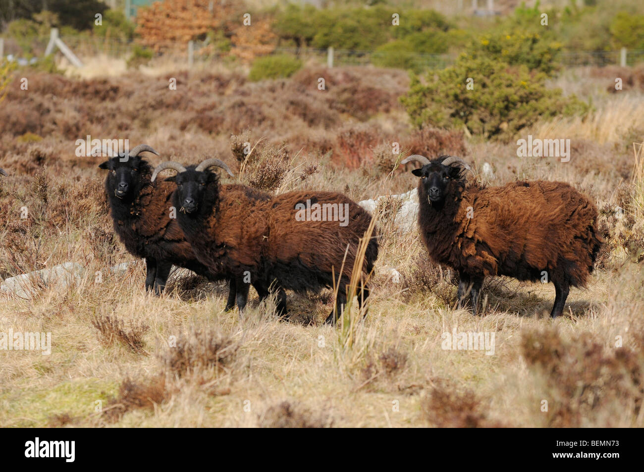 Hebridean ovejas pastando Niptsone Ovis aries en la Reserva Natural de Shropshire Inglaterra Foto de stock