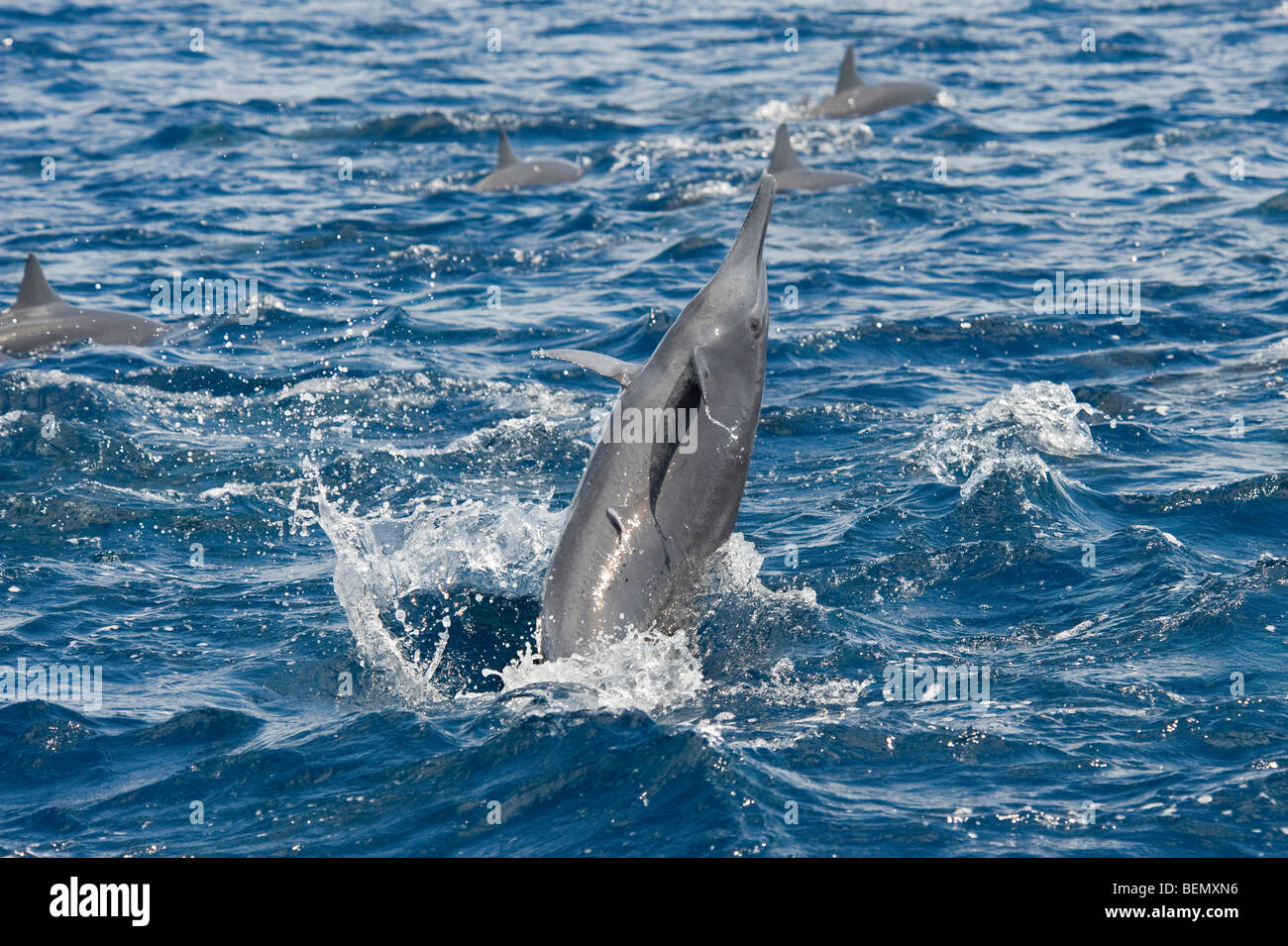 Centroamericano de Delfines Stenella longirostris centroamericana. Costa Rica, el Océano Pacífico. Foto de stock