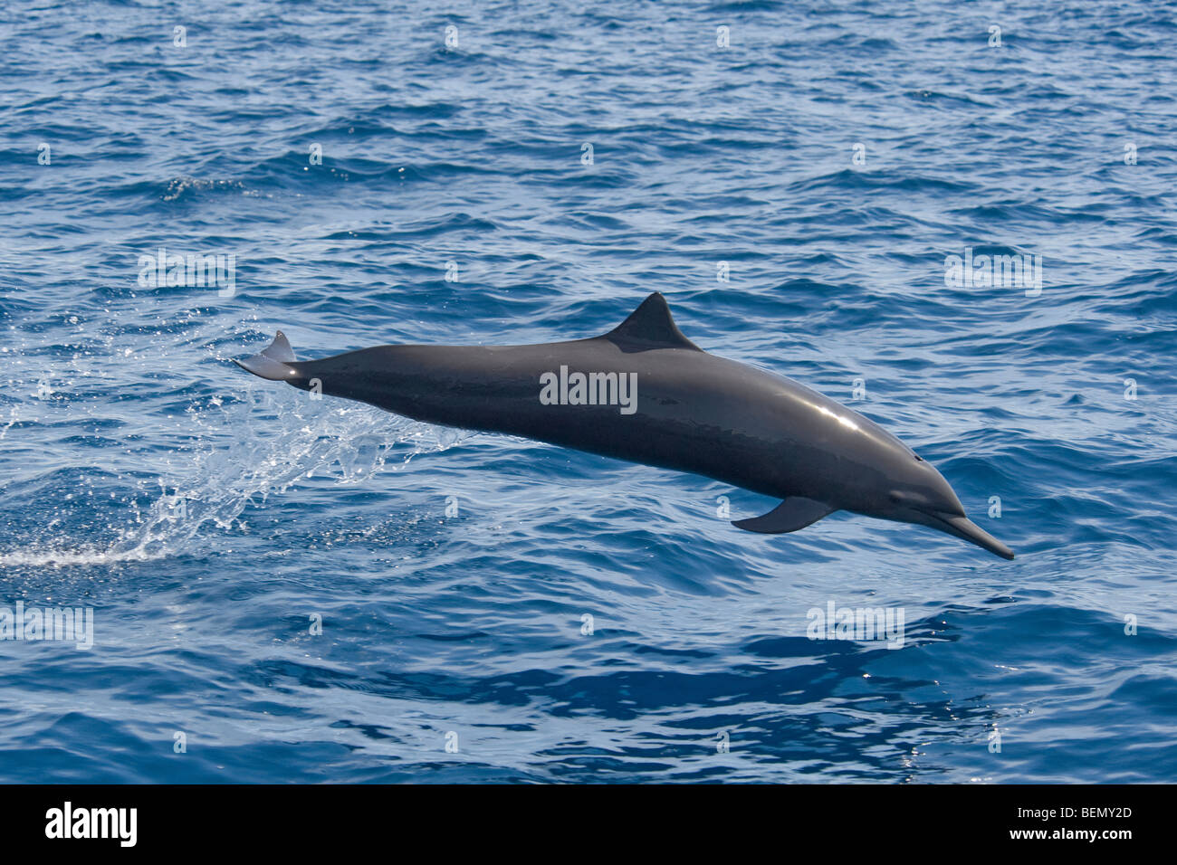 Delfines centroamericano, Stenella longirostris centroamericana, Costa Rica, del Océano Pacífico. Foto de stock