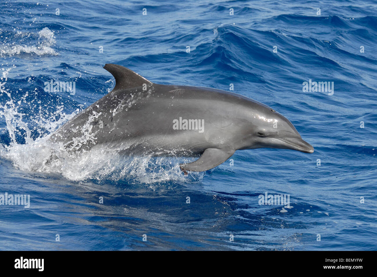 Común, Delfín mular Tursiops truncatus, Maldivas, Océano Índico. Foto de stock