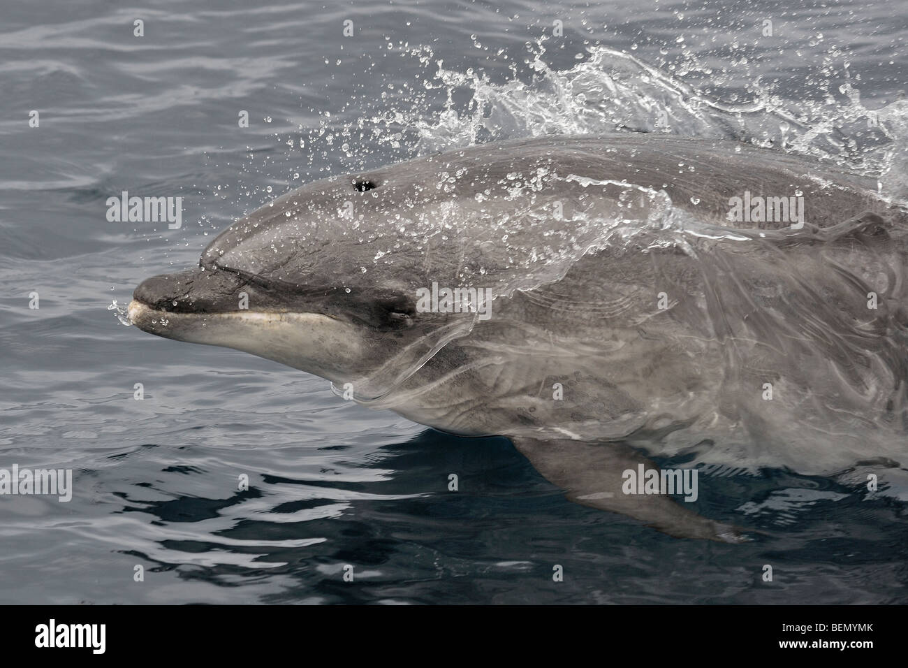 Común, Delfín mular Tursiops truncatus porpoising. Azores, el Océano Atlántico. Foto de stock