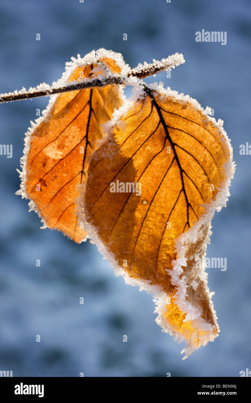 Hojas de haya (Fagus sylvatica) cubierto de hielo en invierno, Bélgica Foto de stock
