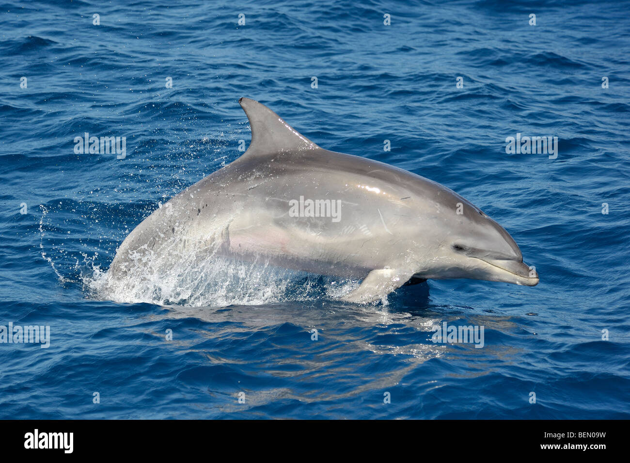 Común, Delfín mular Tursiops truncatus porpoising.