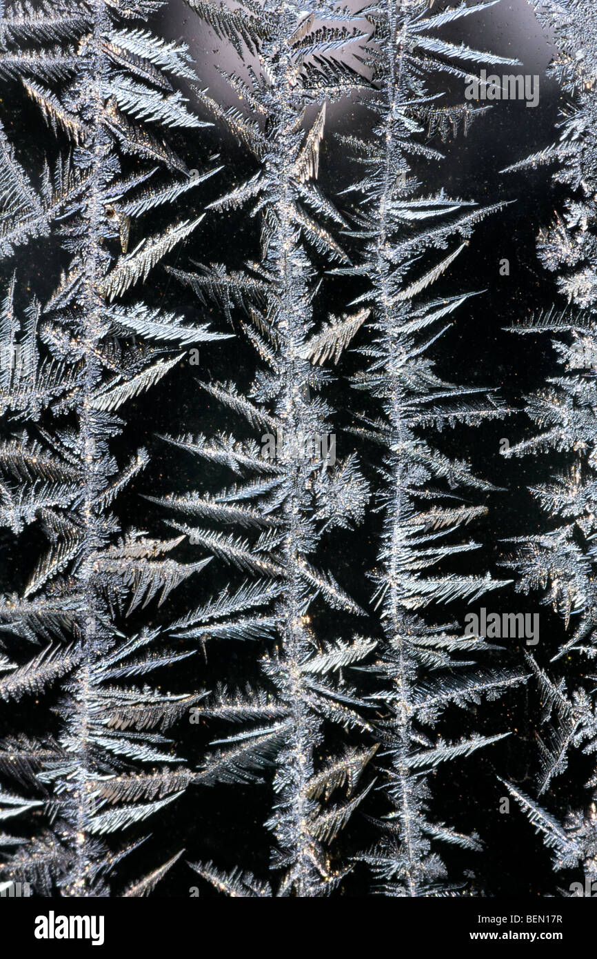 Cristales de hielo / Frost flores en ventana congelada en invierno, Bélgica Foto de stock
