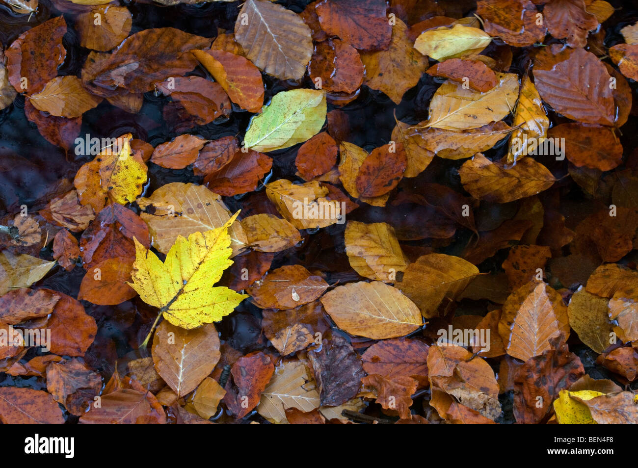 Caído hojas de sicomoro (Acer pseudoplatanus) flotando en el estanque entre hojas de haya (Fagus sylvatica) en colores de otoño Foto de stock
