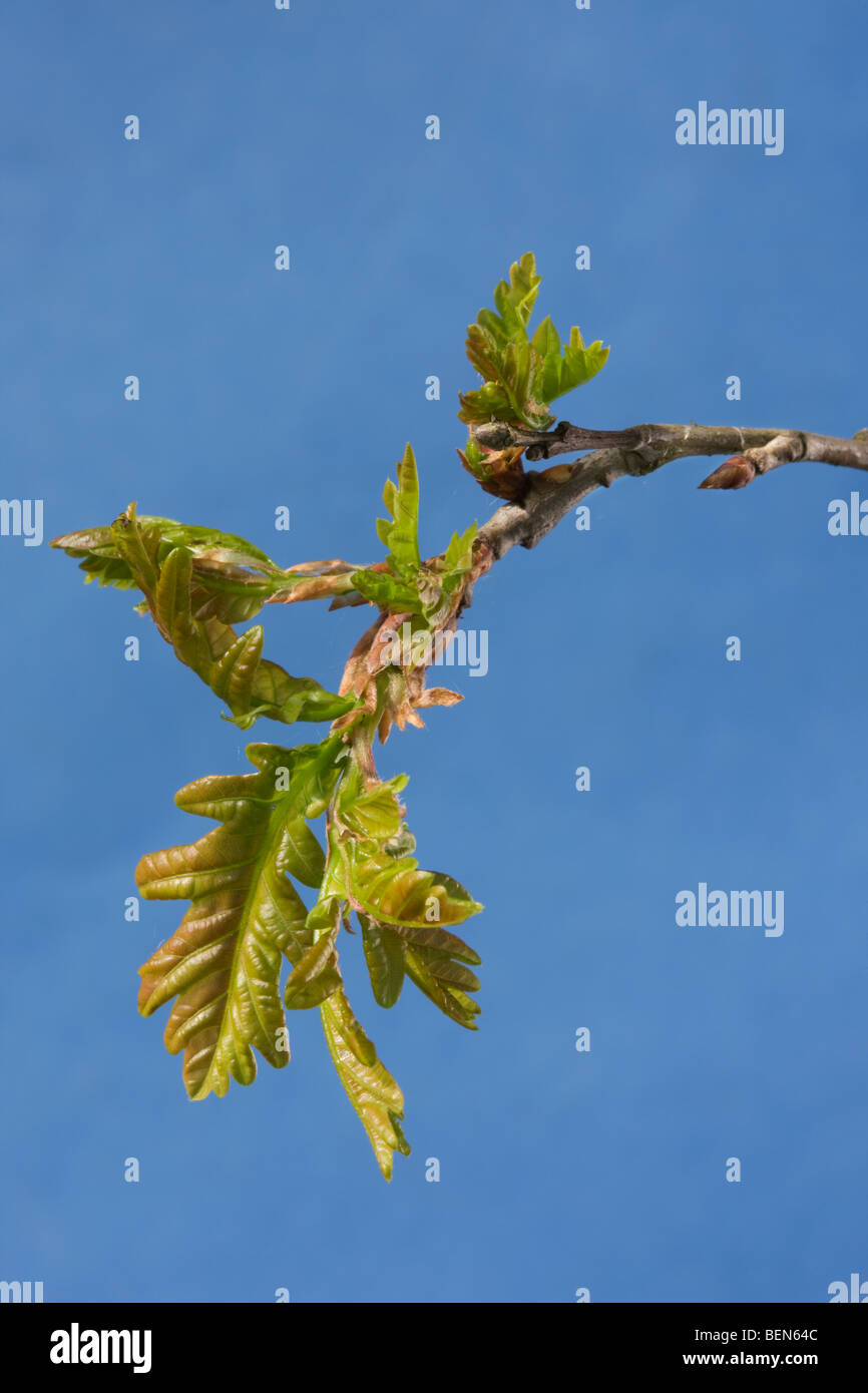 Inglés de roble (Quercus robur) sale en primavera, Bélgica Foto de stock