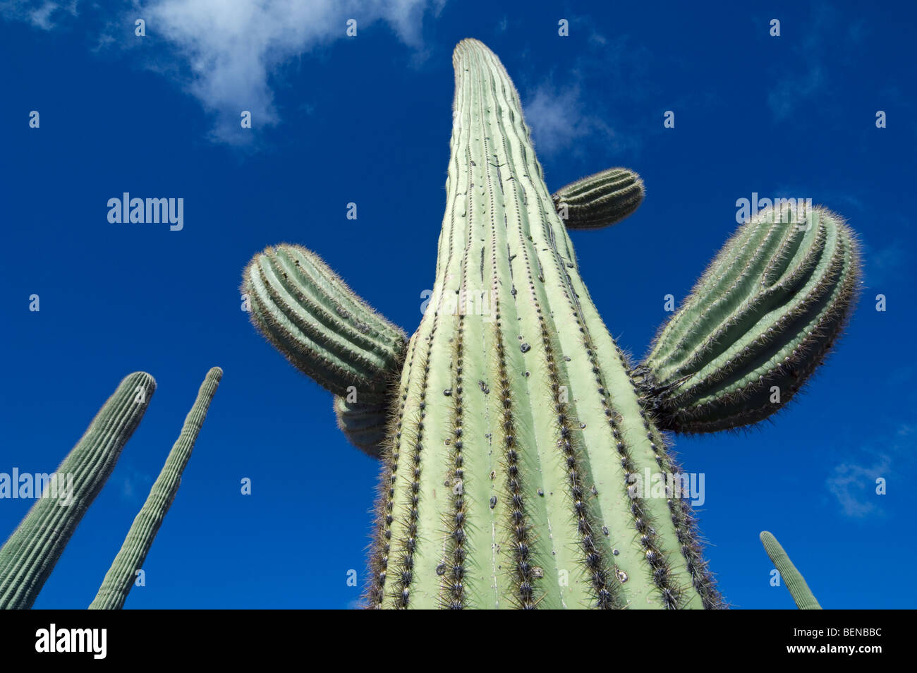 Cacto Saguaro (Carnegiea gigantea) en el desierto de Sonora, Monumento Nacional Organ Pipe Cactus, en Arizona, EE.UU. Foto de stock