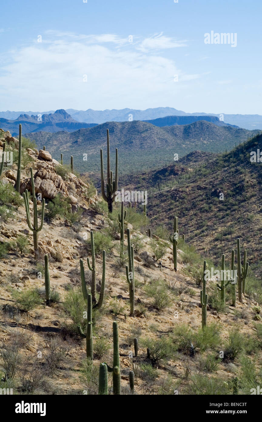 Saguaro (Carnegiea gigantea) en el Tucson Montañas del Desierto Sonorense, el Parque Nacional de Saguaro, Arizona, EE.UU., América Foto de stock