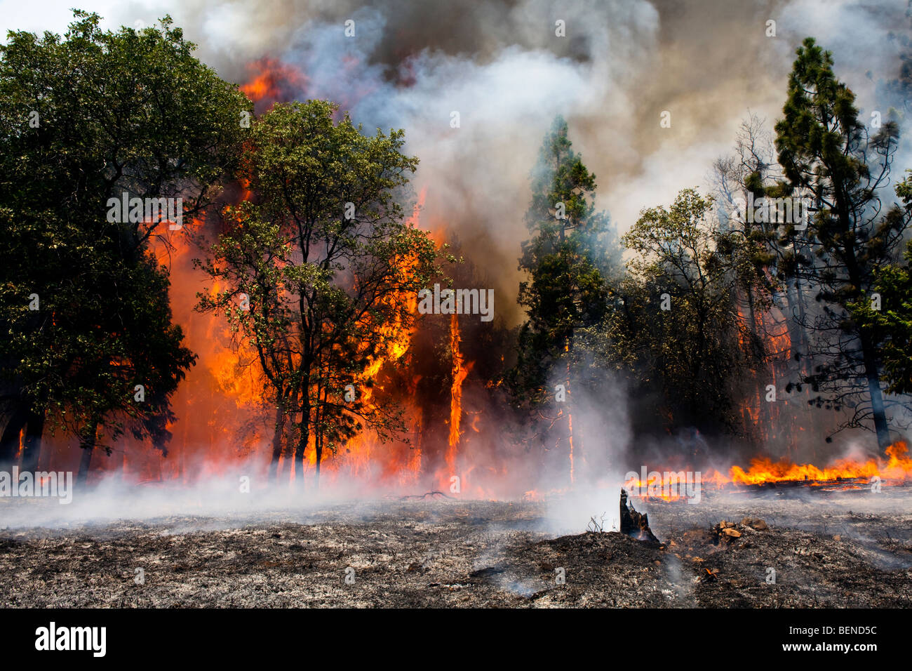 California Knight wildfire la devastación en el Bosque Nacional de Stanislaus. CALFIRE / CDF Foto de stock