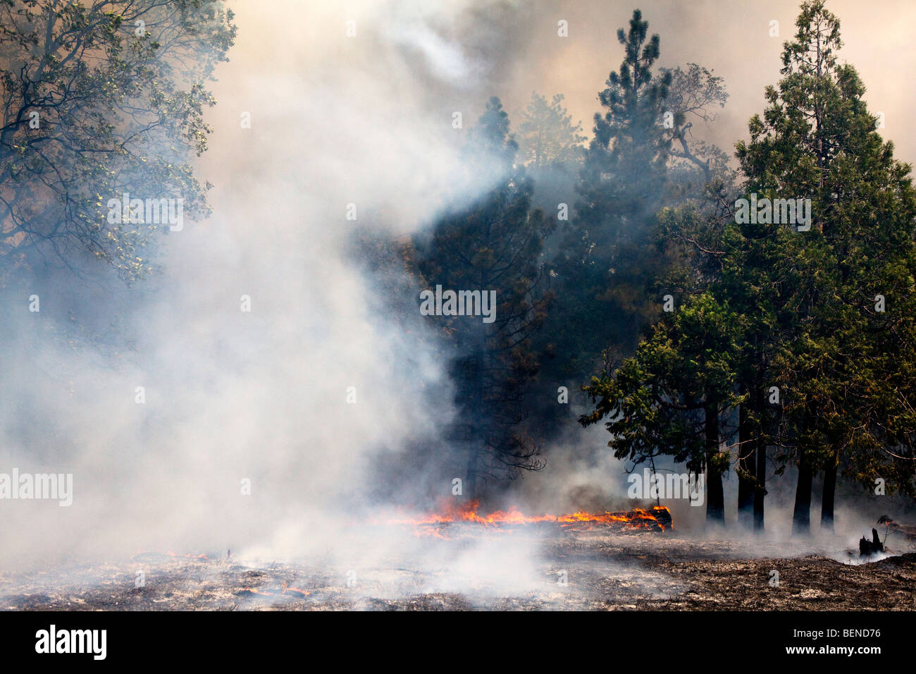 California Knight wildfire la devastación en el Bosque Nacional de Stanislaus. CALFIRE / CDF Foto de stock
