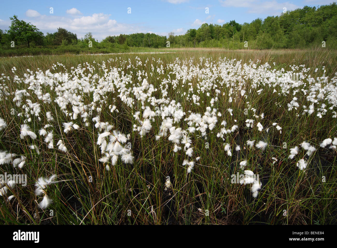 Grupo de Cottongrass común (Eriophorum angustifolium), Bélgica Foto de stock