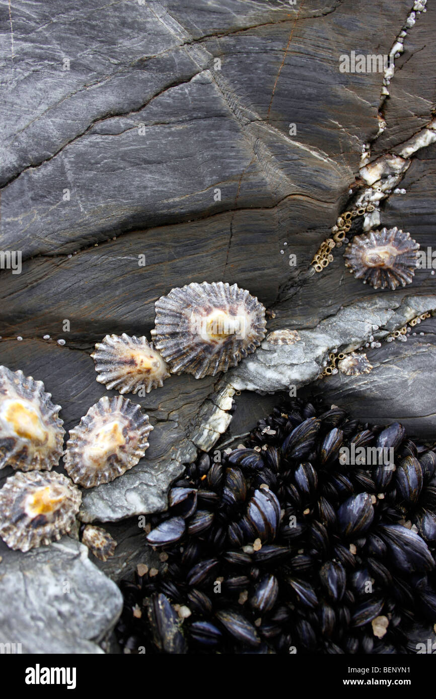 Los mejillones y las Lapas en una costa rocosa en la marea baja. Los moluscos bivalvos y PATELLA VULGATA Foto de stock