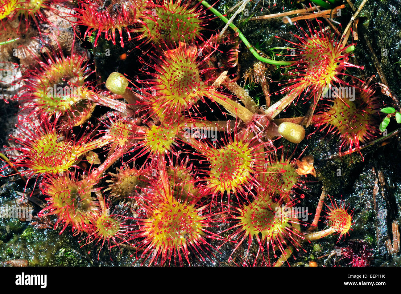 Sundew común / round-hojas sundew (Drosera rotundifolia) creciendo en bog Foto de stock