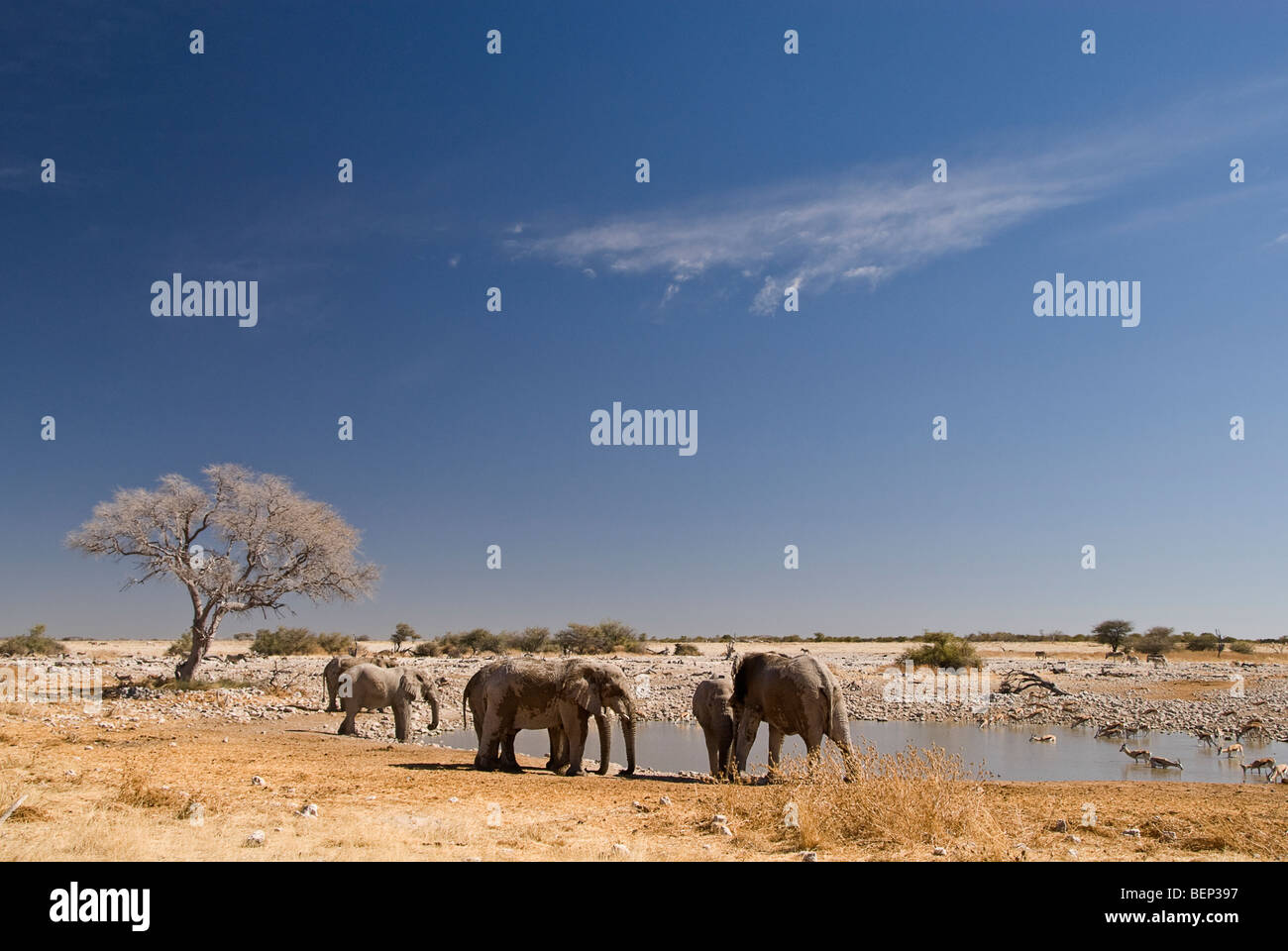 Los elefantes alrededor de un abrevadero en el Parque Nacional de Etosha, Namibia, Africa. Foto de stock