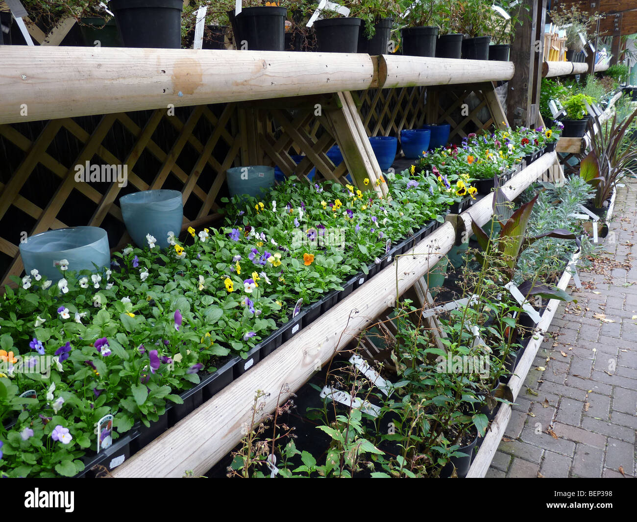 Filas de plantas y macetas muestran en las estanterías en un centro de jardinería Foto de stock