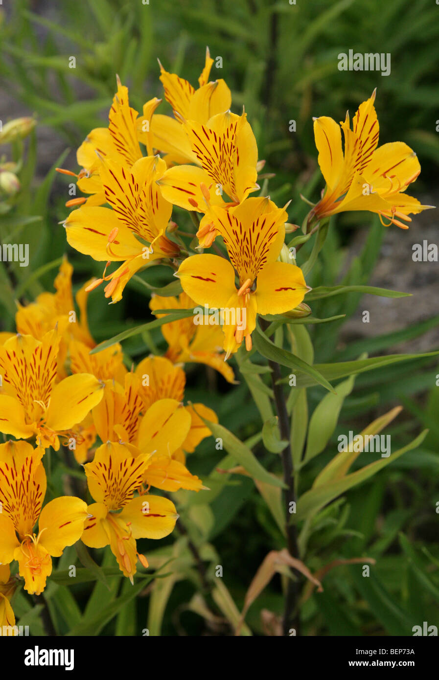 Lily peruana, Golden lirio de los Incas, Lis de Oro de los Incas, Alstroemeria aurea, Alstroemeriaceae, Sudamérica Foto de stock