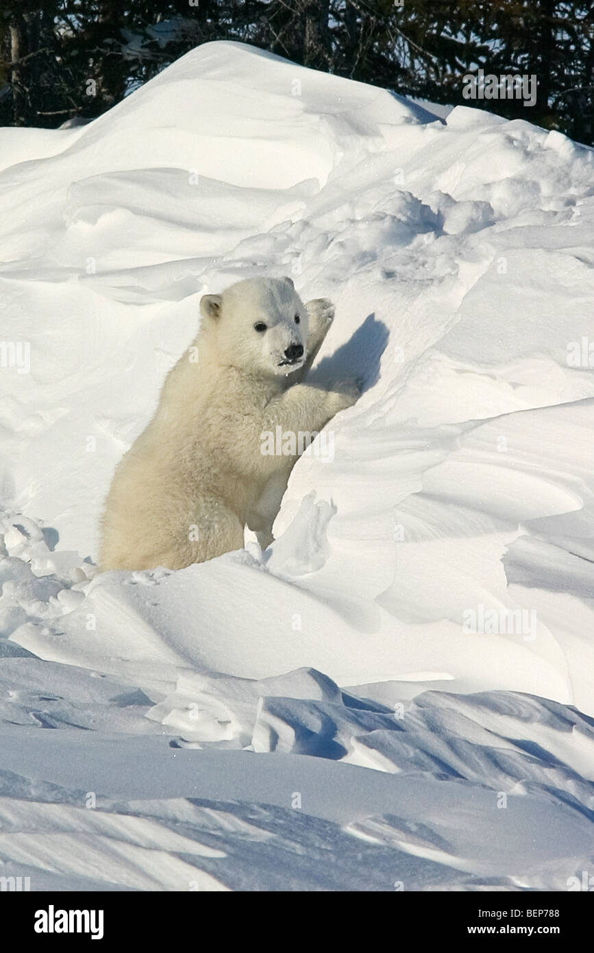 Tres-mes-viejo osezno polar lucha para subir colinas bajas en Wapusk Parque, Manitoba, Canadá Foto de stock