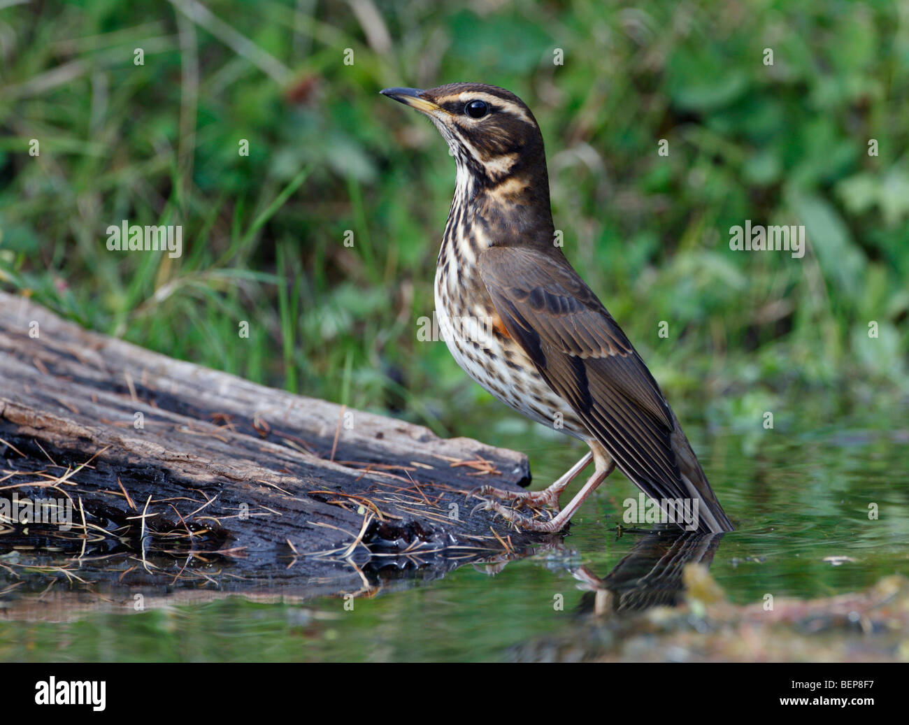 Redwing Coburni Turdus en la piscina. Foto de stock