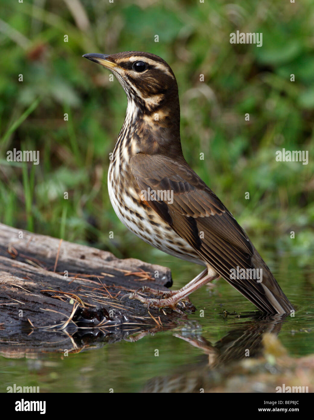 Redwing Coburni Turdus en la piscina. Foto de stock