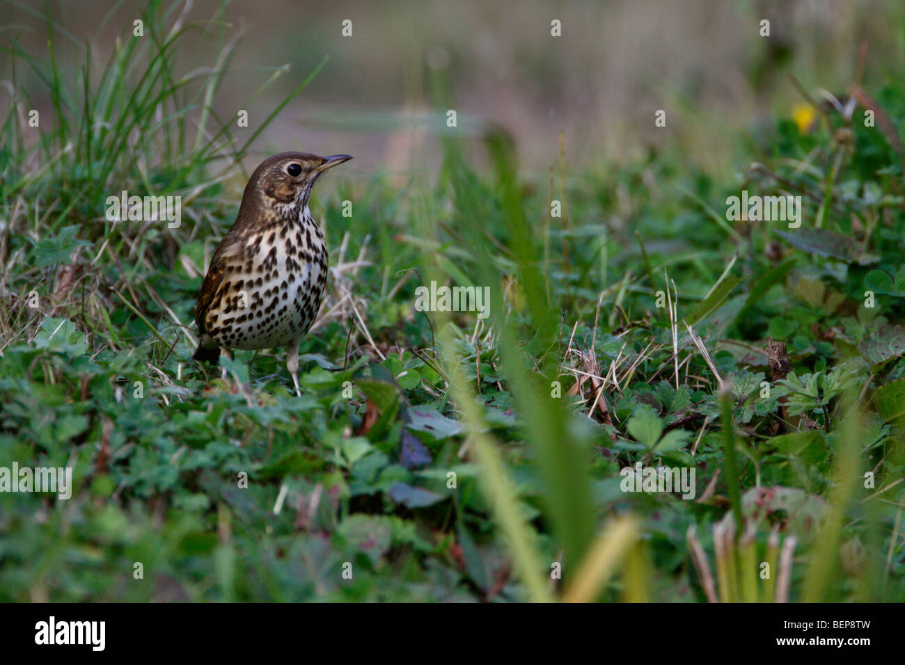 Redwing Coburni Turdus en la piscina. Foto de stock