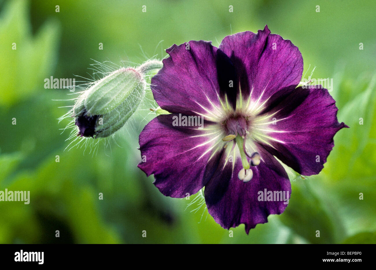 Viuda negra geranio fotografías e imágenes de alta resolución - Alamy