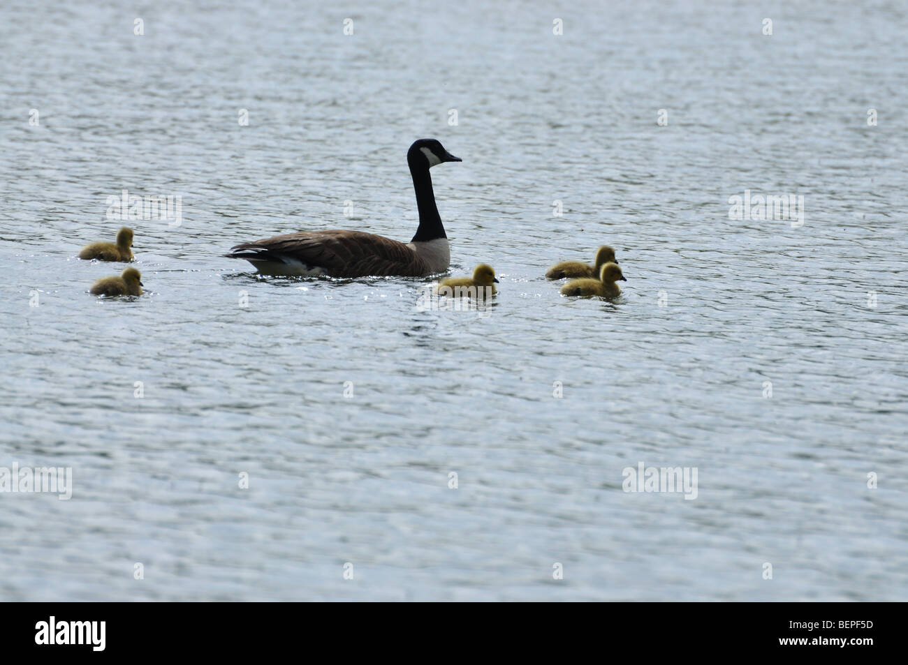 Goose nadar con gosling's Foto de stock