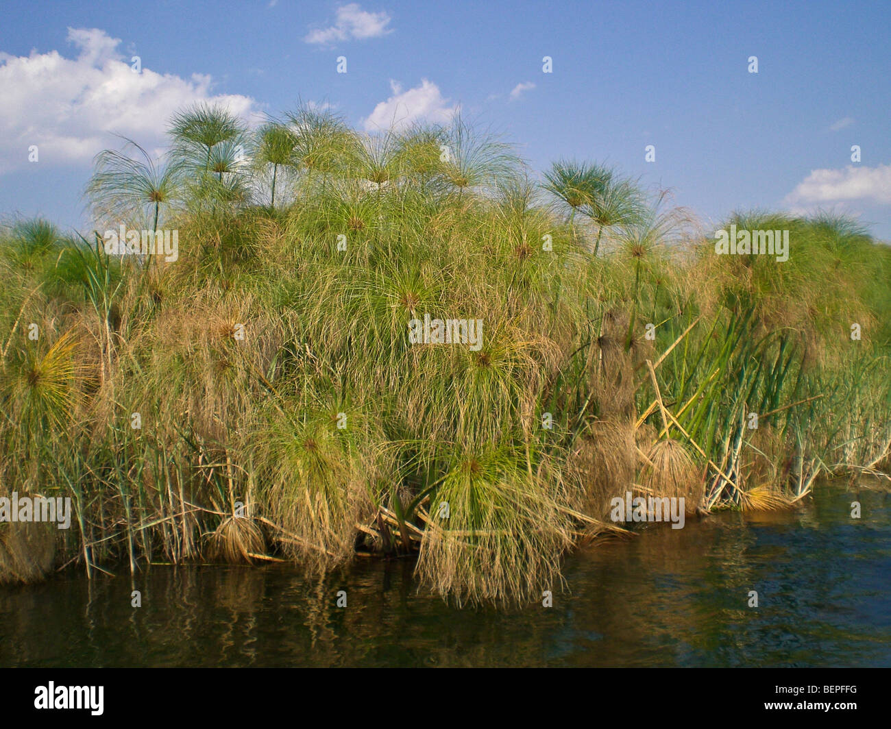 Río Papyrus Kafue, Zambia África. Foto de stock