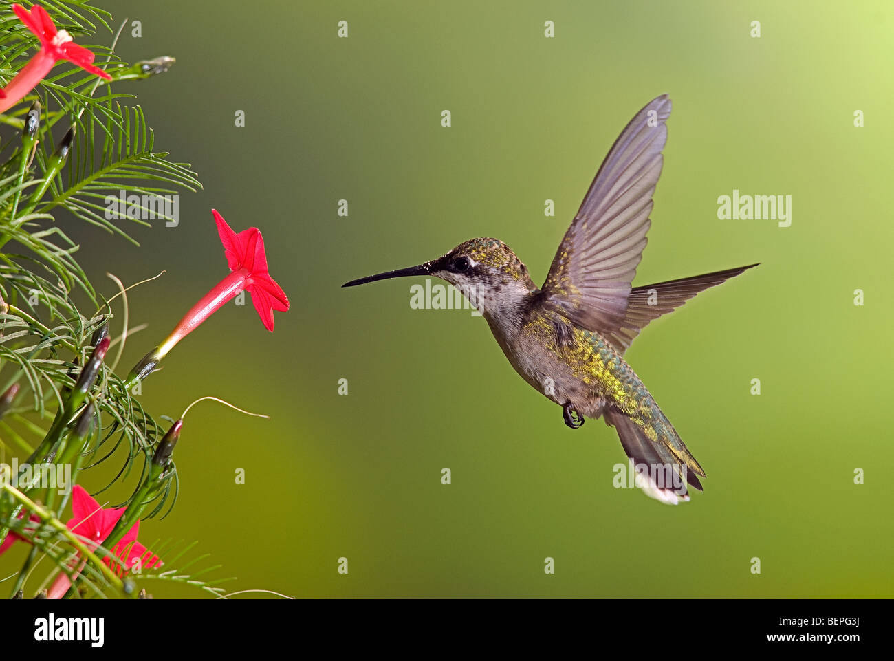 Los jóvenes machos inmaduros ruby-throated hummingbird alimentándose de Ciprés Flor de vid. Archilochus Colubris. Foto de stock