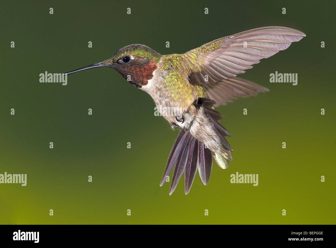 Ruby macho-throated hummingbird solo en vuelo con enmarañada de fondo. Archilochus Colubris Foto de stock