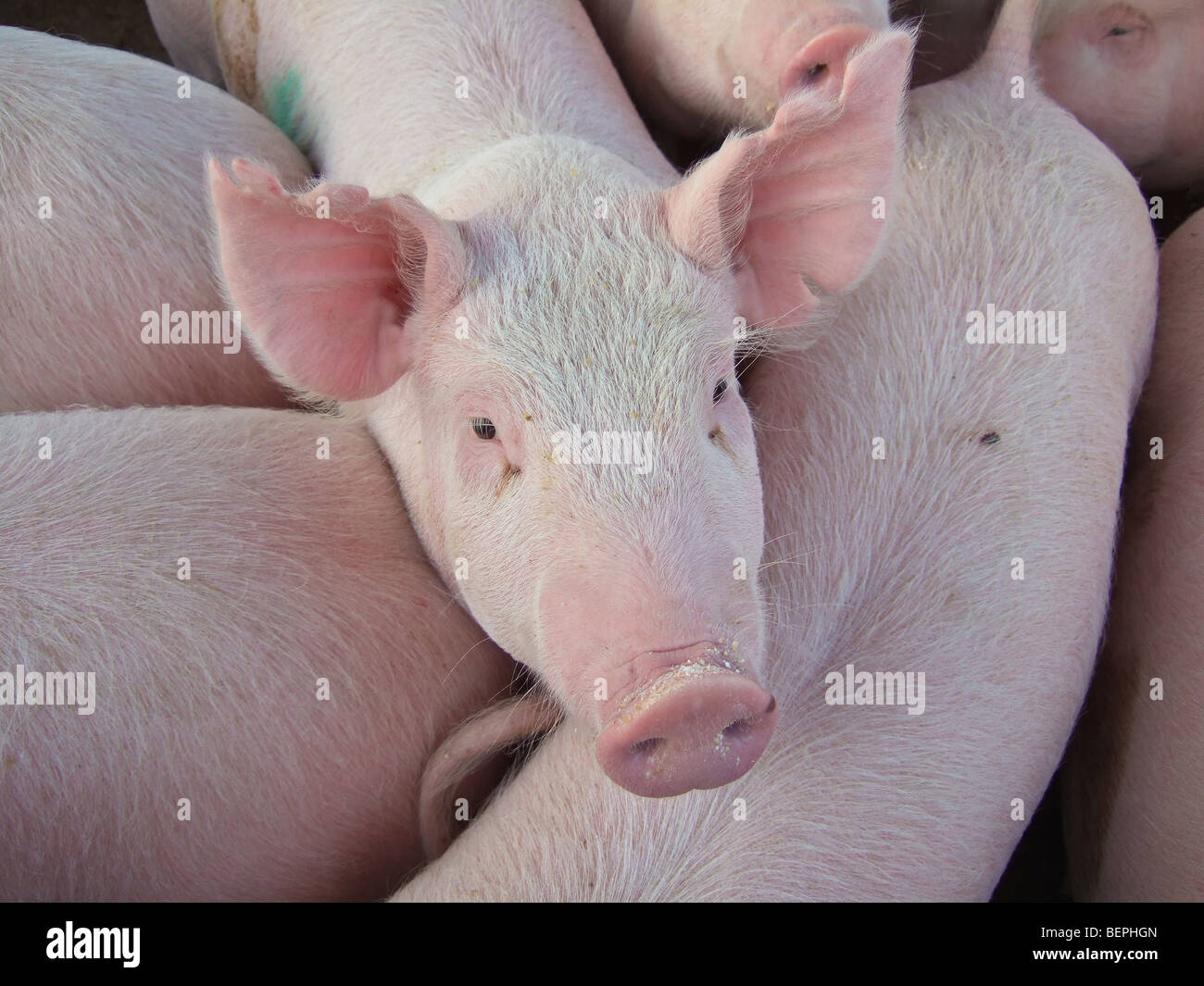 Gran cerdo comercial blanco Kafue Zambia África Foto de stock
