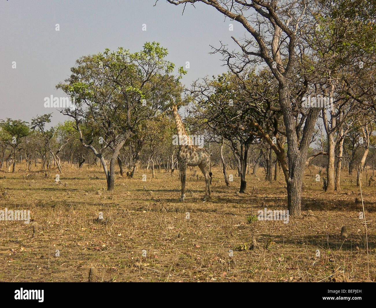 Jirafa, Kafue , Zambia África. Foto de stock