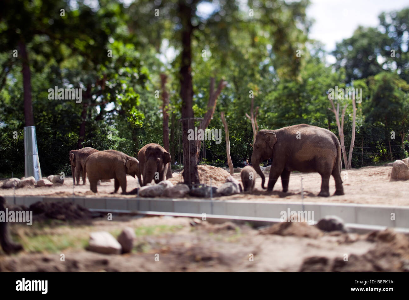 Los elefantes asiáticos en el zoológico de Berlín, Alemania. Inclinar la lente usada para reducir la profundidad de campo. Foto de stock