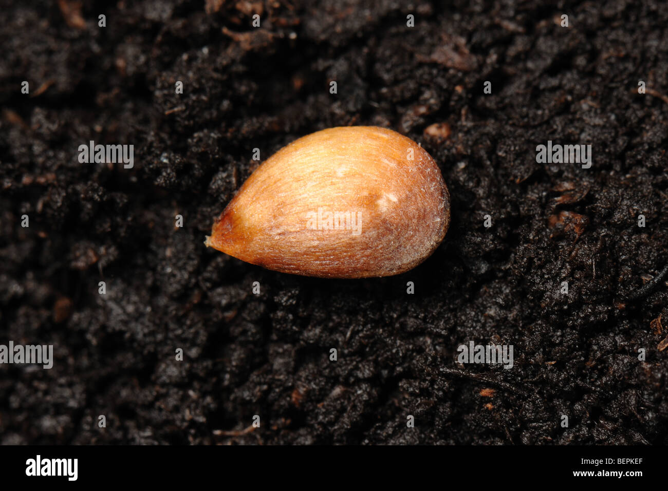 Descubrimiento de semillas de manzana en una superficie de suelo Foto de stock